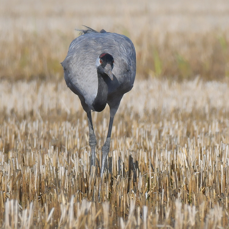 DSC_9587.JPG