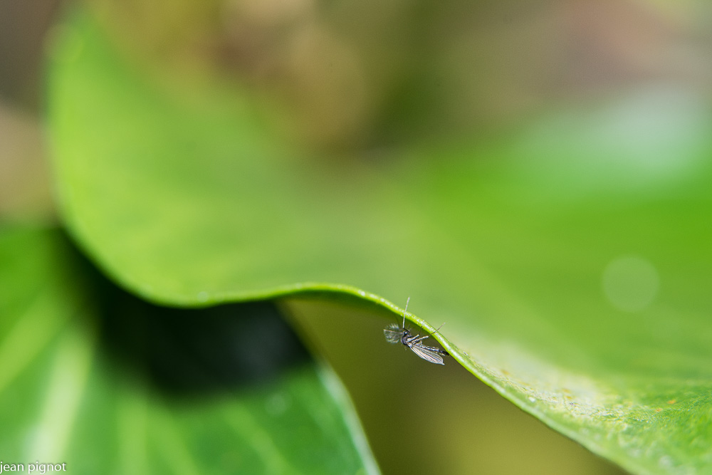 19122020-DSC_4036.JPG