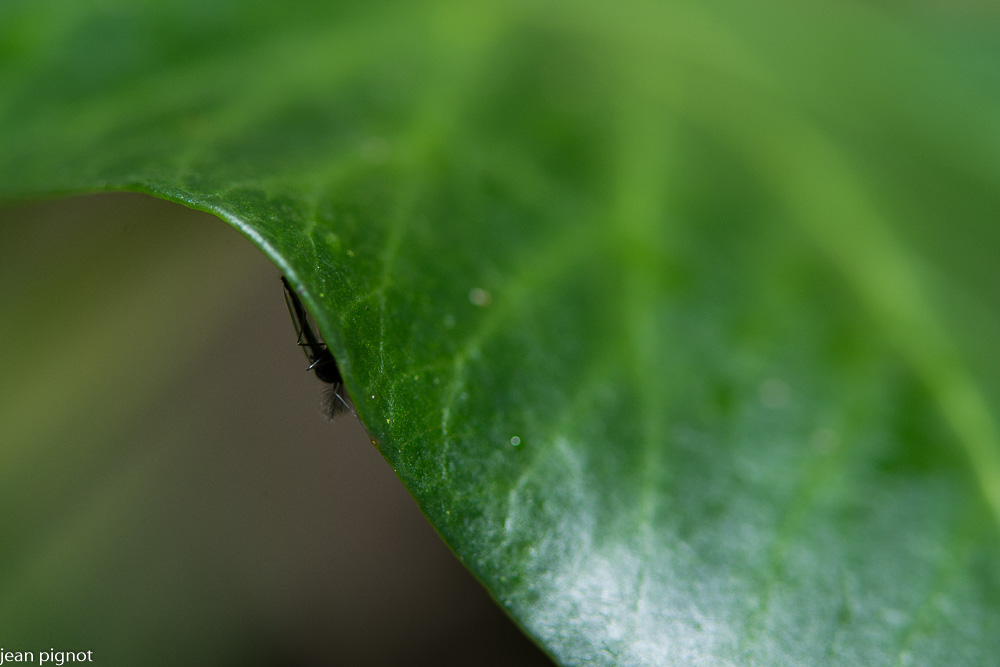 19122020-DSC_4112.JPG