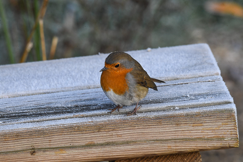 M.G-Rouge-gorge-2019-11-17-004.jpg