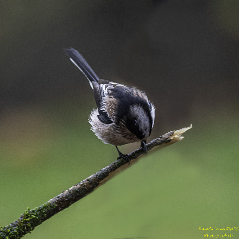 _DSC8284-ps.jpg
