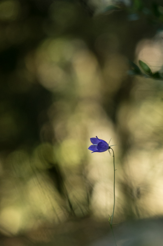 campanule-1370056.jpg
