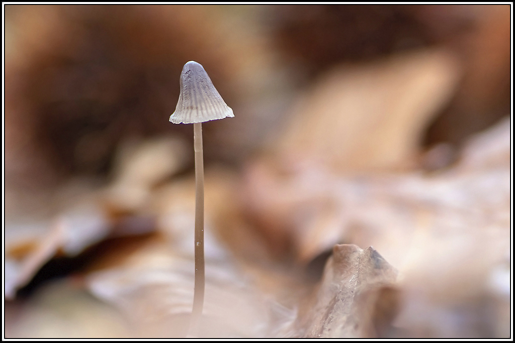 champignon(373).jpg