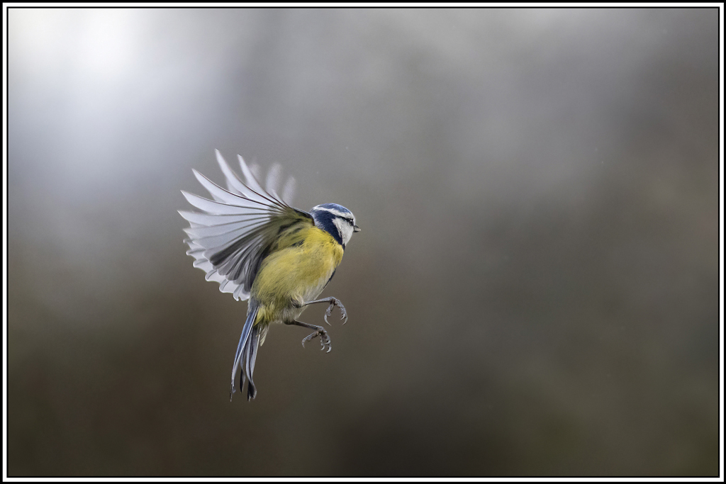 mesange_bleue(703).jpg