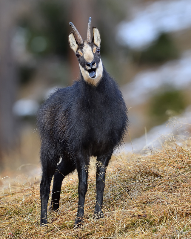 DS5_3750.jpg