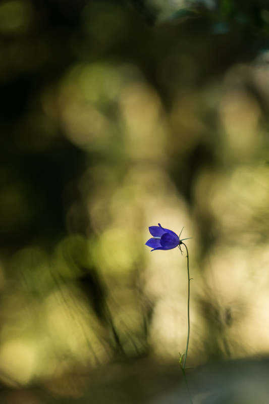 campanule-1370056-2.jpg