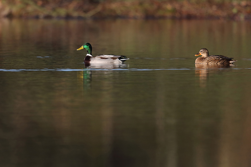 Colvert  IN.jpg