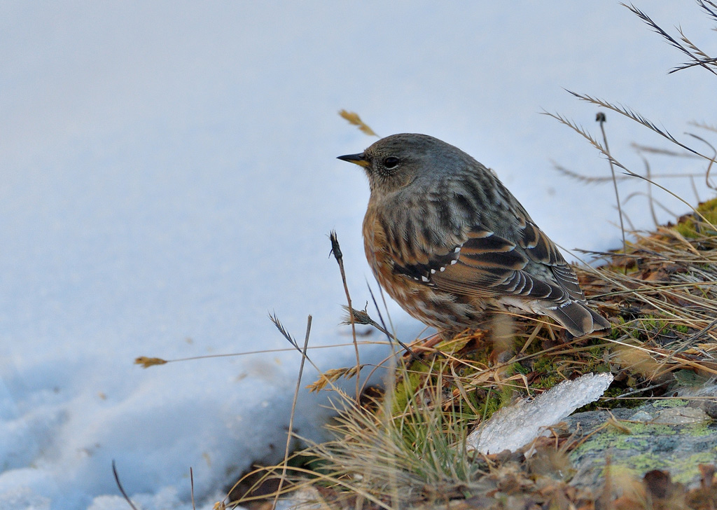 DSC_9268.jpg