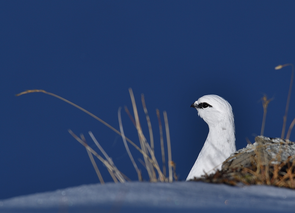 DS5_3344.jpg
