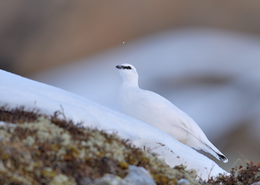 DS5_3372.jpg