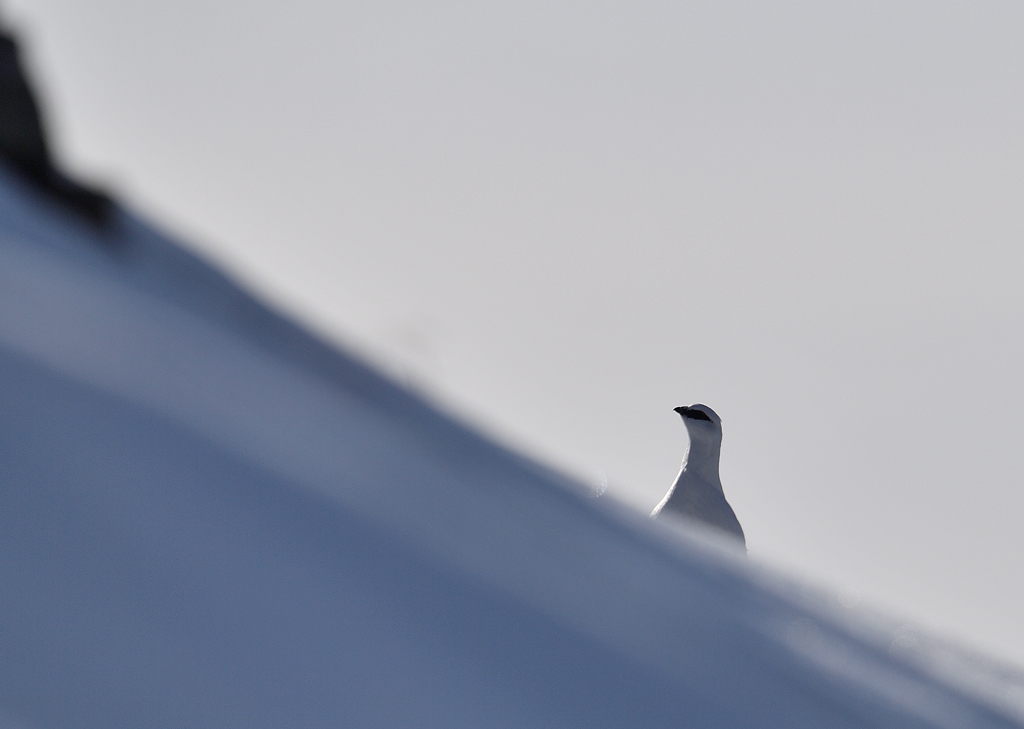 DS5_3380.jpg