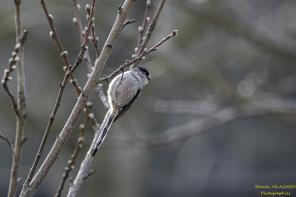 _DSC8642-ps.jpg