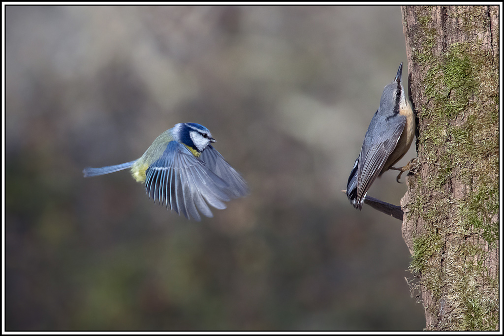 mesange_bleue(702).jpg