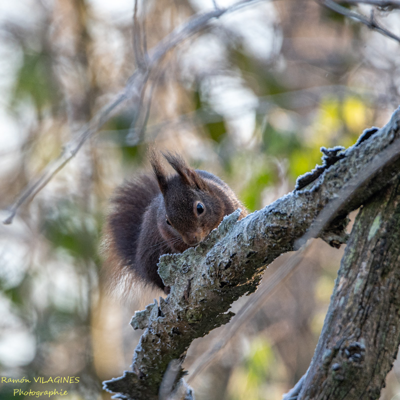 _DSC8660.jpg
