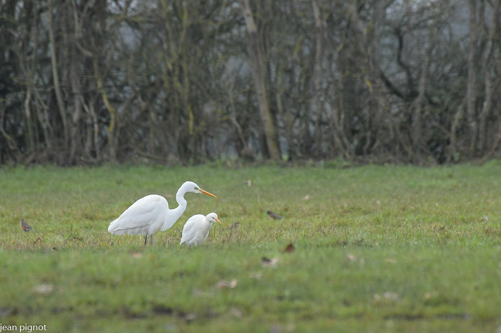 11012021-DSC_8075.JPG