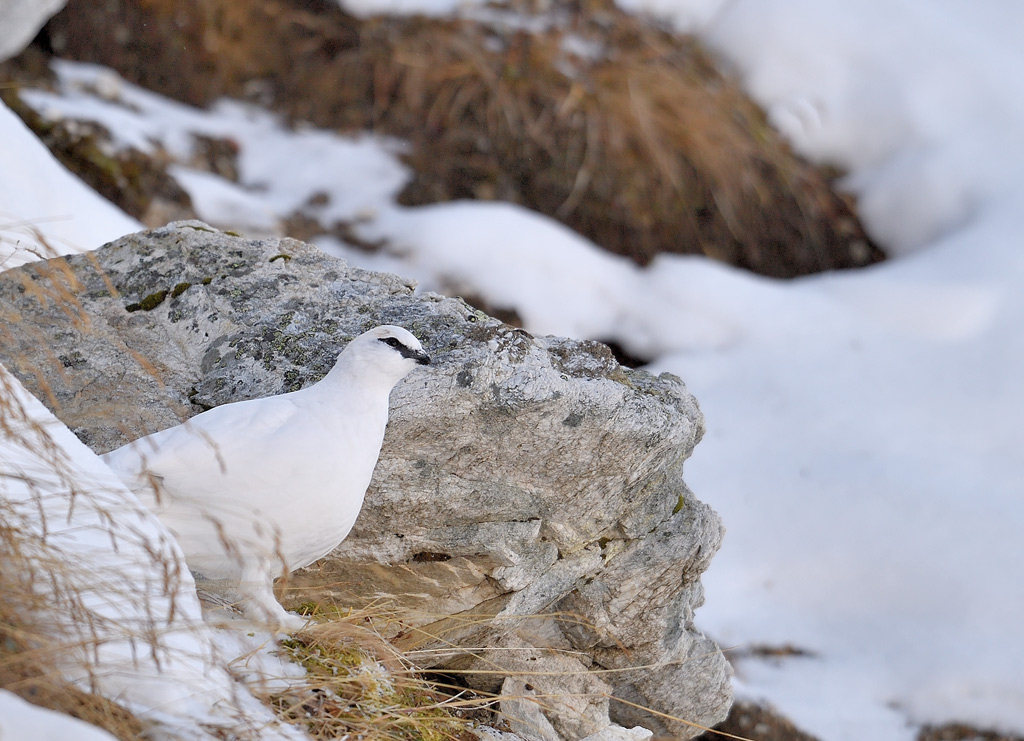 DS5_3464.jpg