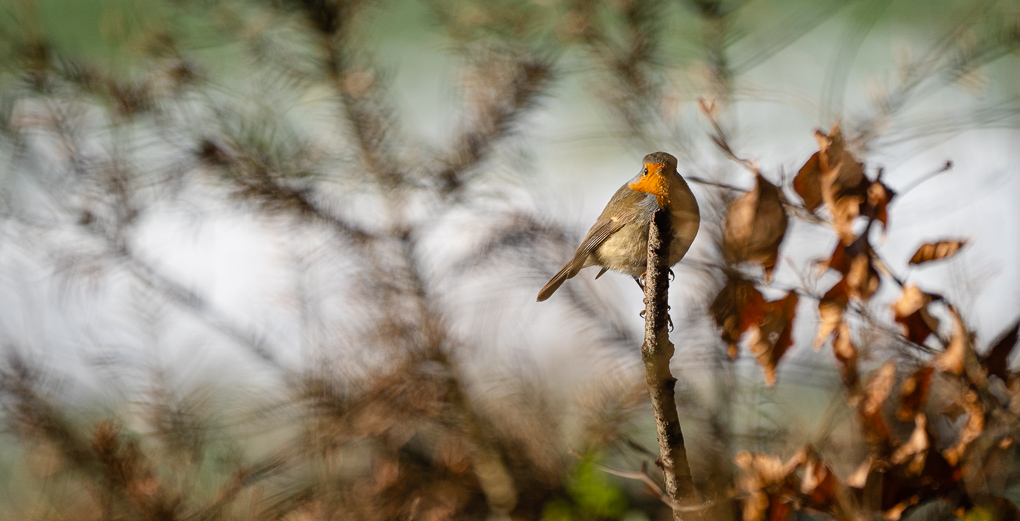 rouge-gorge photo Louan Olivier-3.jpg