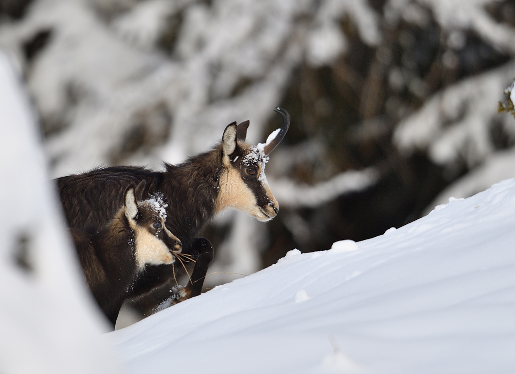 DS5_4773.jpg