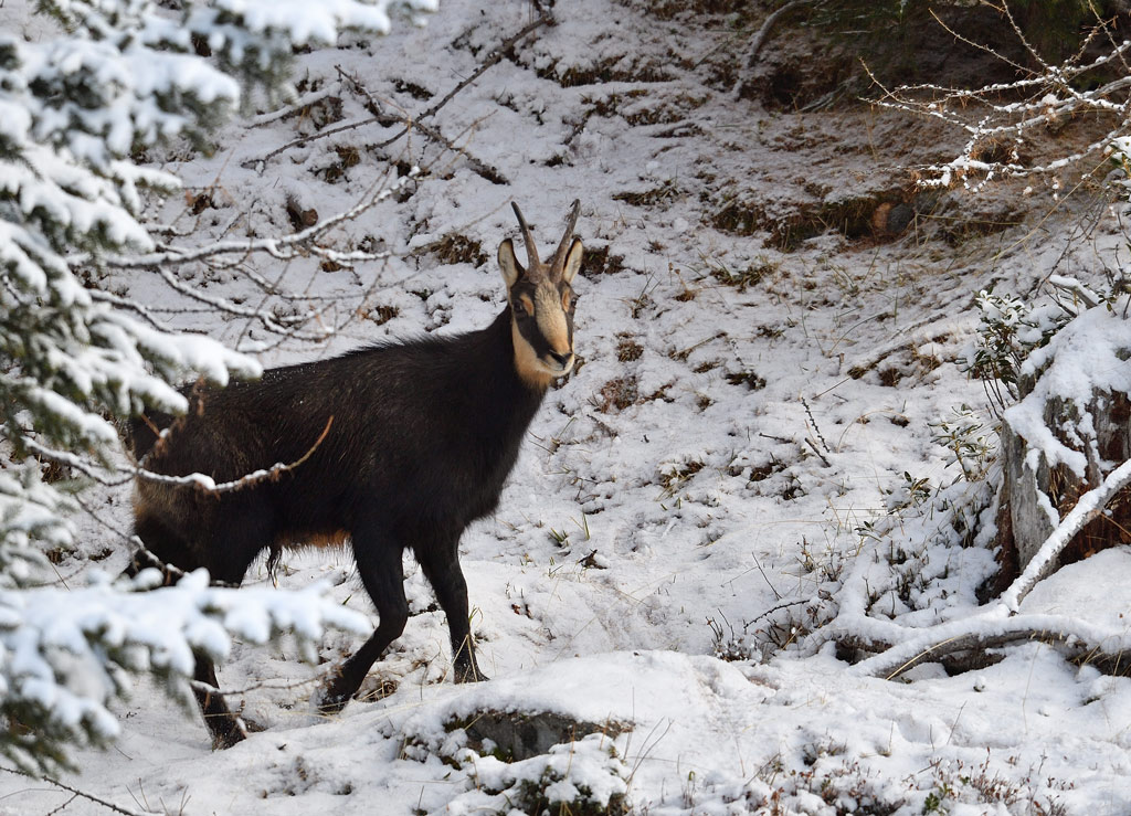 DS5_3552.jpg
