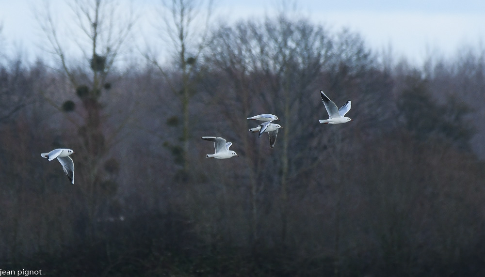 22012021-DSC_9316.JPG