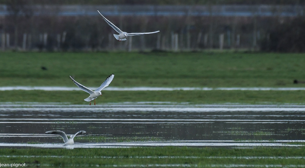 22012021-DSC_9432.JPG