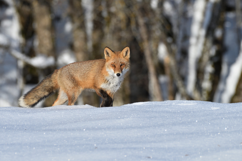 DSC_1502_0000222.JPG