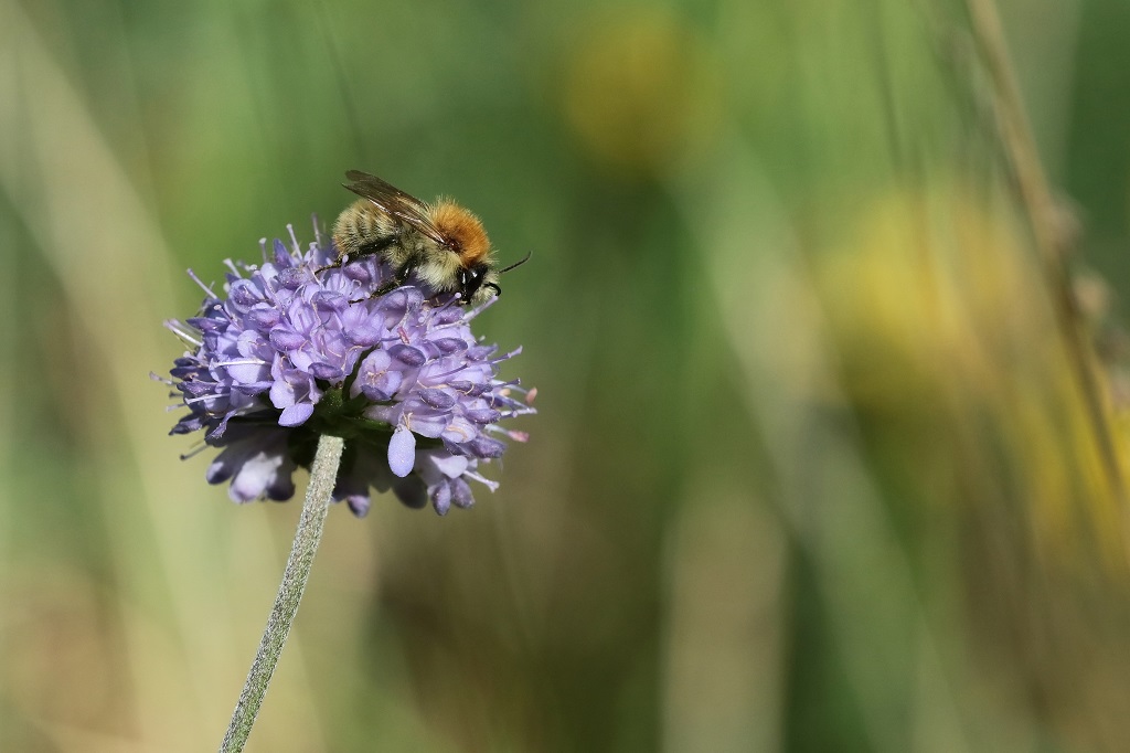 9 IMG_3676X Bombus pascuorum B. de champs.JPG
