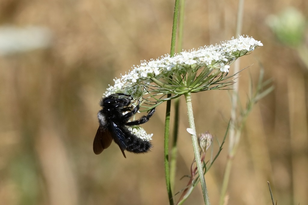 10 IMG_8248X Xylocopa sp.JPG