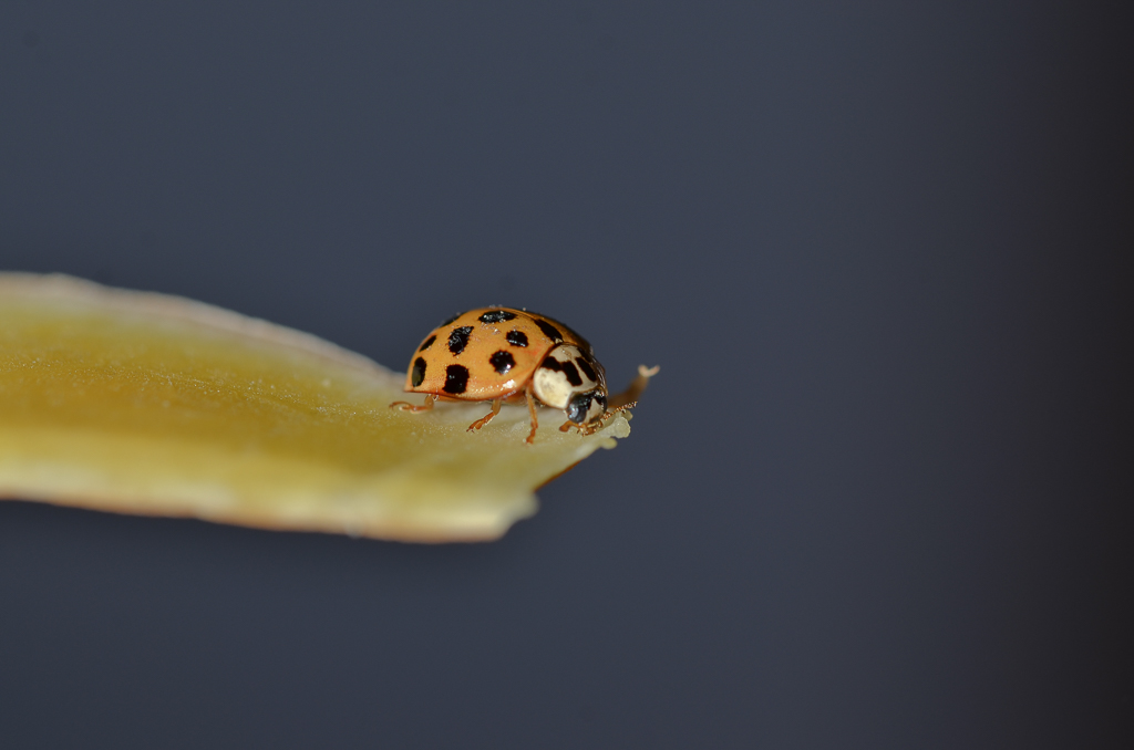 Cocc. Essai macro.jpg