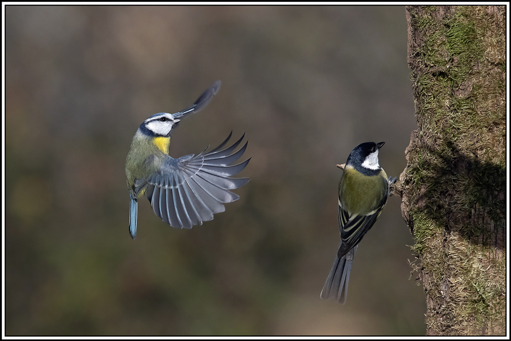mesange_bleue(690).jpg