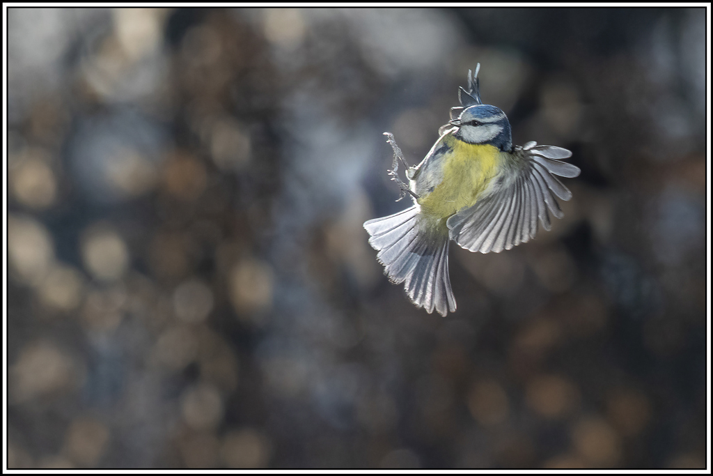 mesange_bleue(713).jpg