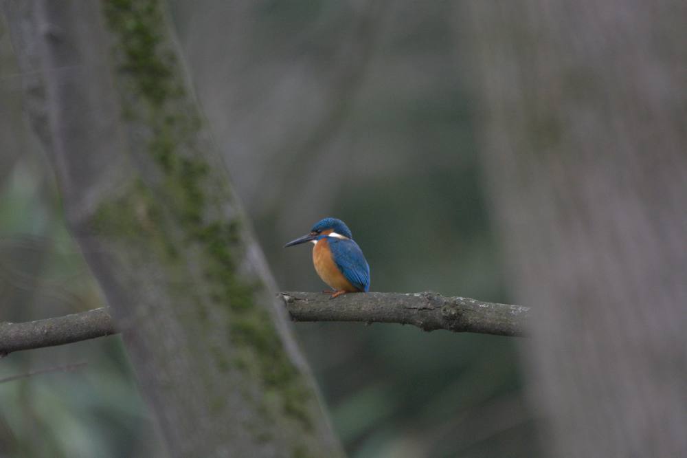 DSC_0299.jpg