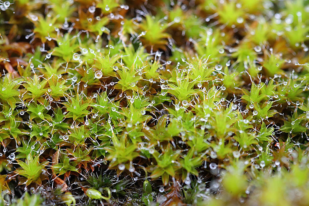 Orthotrichum anomalum 1 IN.jpg