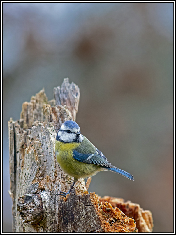 mesange_bleue(724).jpg