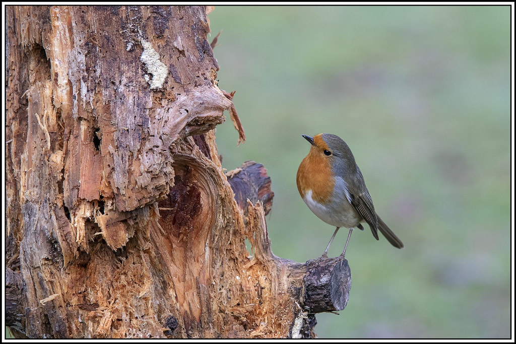 rouge_gorge(106).jpg