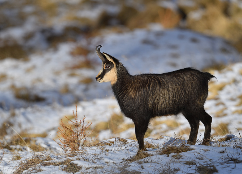 DS5_3814.jpg