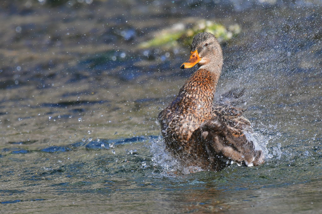DSC_2350.JPG