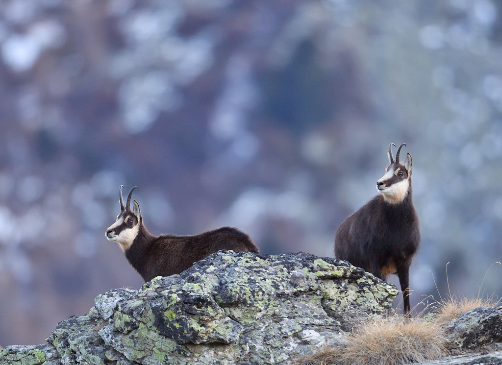 DS5_4554.jpg