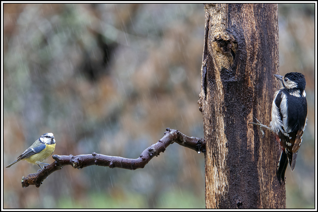 pic-epeiche(506)(1).jpg