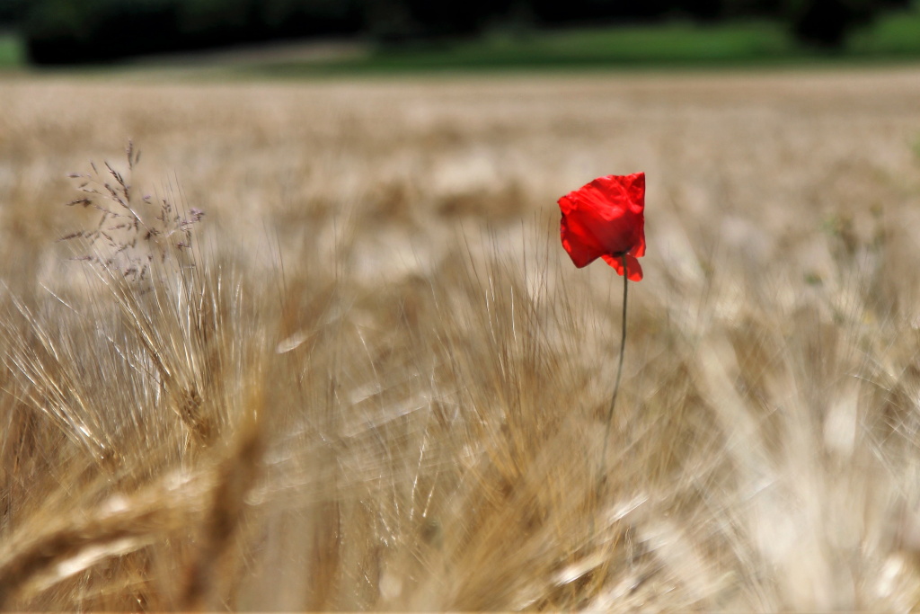 coquelicot.JPG