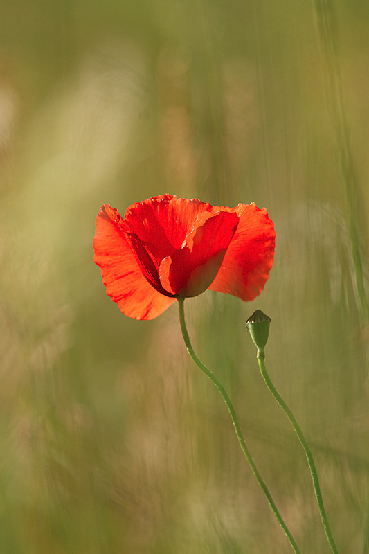 2020-05-24_Coquelicot-001.jpg