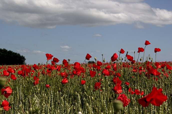 coquelicot 1 [2500x2500].jpg