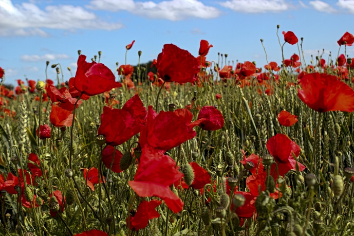 coquelicot 2 [2500x2500].jpg