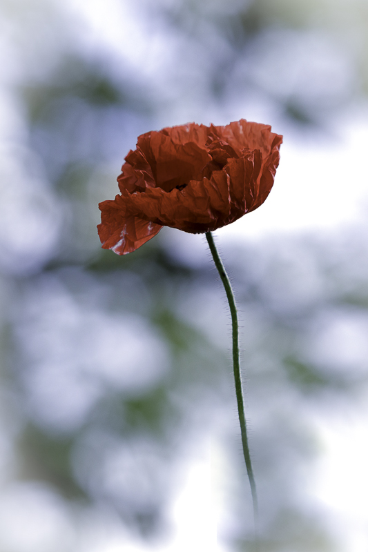 coquelicot-3267.jpg