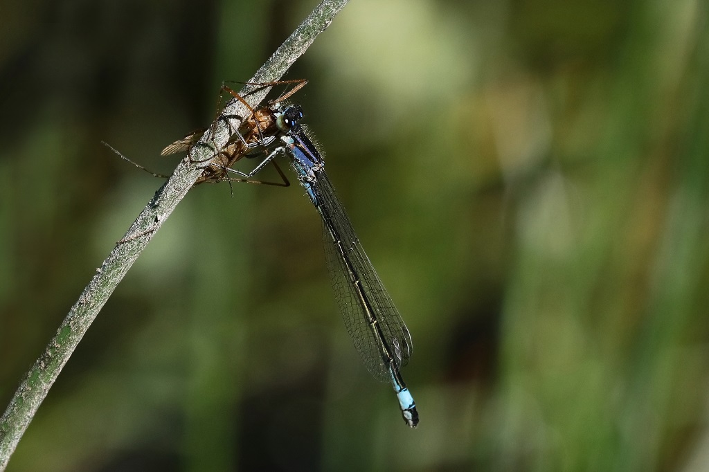 1 IMG_ELEGANS.JPG