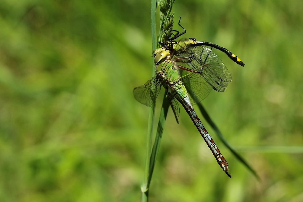 5 IMG_ANAX.JPG