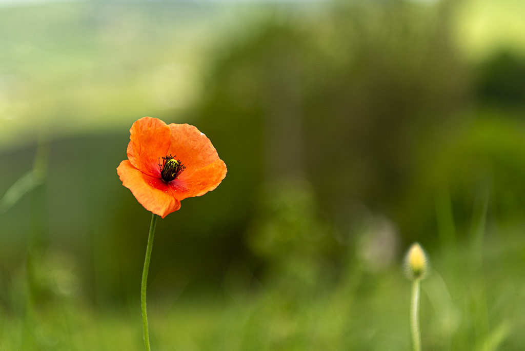 coquelicot-DSC4105.jpg