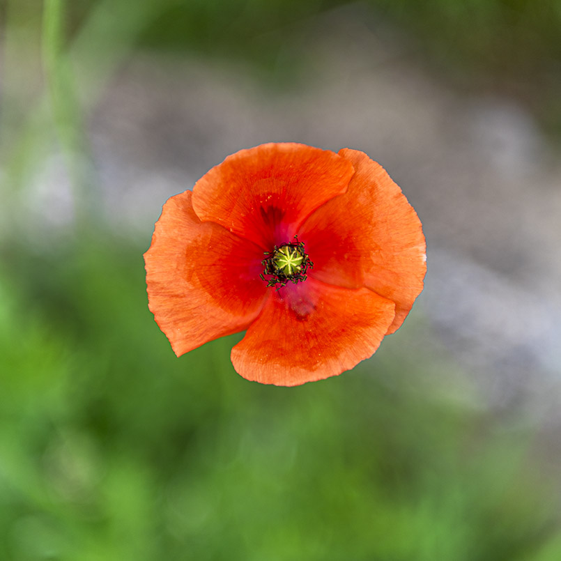 coquelicot-_DSC4110.jpg