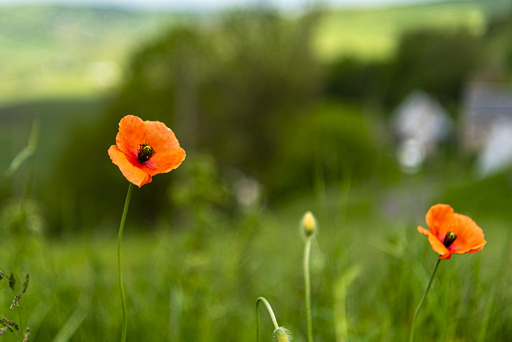 coquelicots_DSC4104.jpg