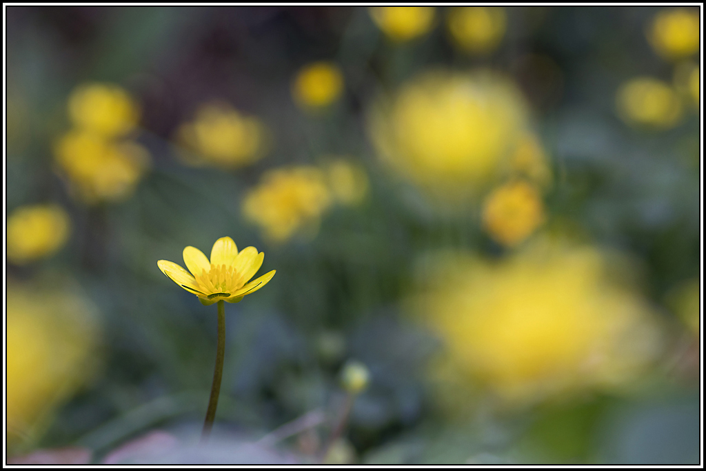 flore(1024-1025).jpg